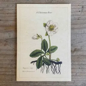 Single Christmas Card - A Christmas Rose